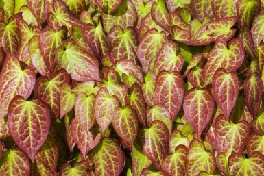 Elfenblume Epimedium grandiflorum 5-10 Topf P9 Epimedium grandiflorum