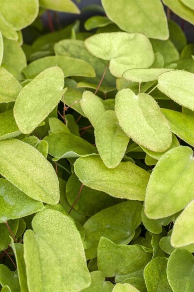 Rotblättrige elfenblume Epimedium rubrum 5-10 Topf P9 Epimedium rubrum