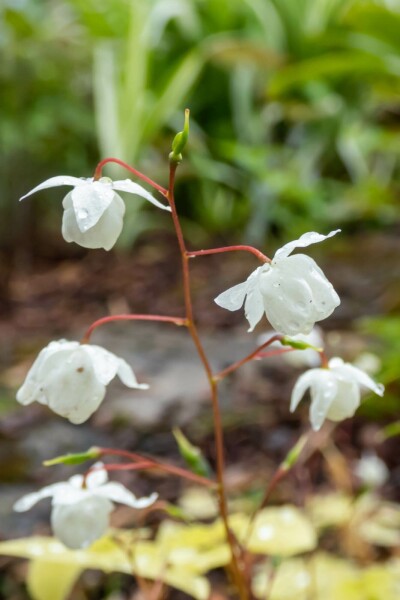 Elfenblume Epimedium youngianum 'Niveum' 5-10 Topf P9 Epimedium youngianum 'Niveum'