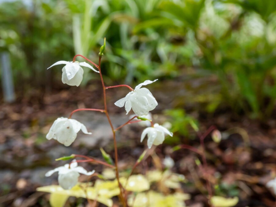 Elfenblume Epimedium youngianum 'Niveum' 5-10 Topf P9 Epimedium youngianum 'Niveum'