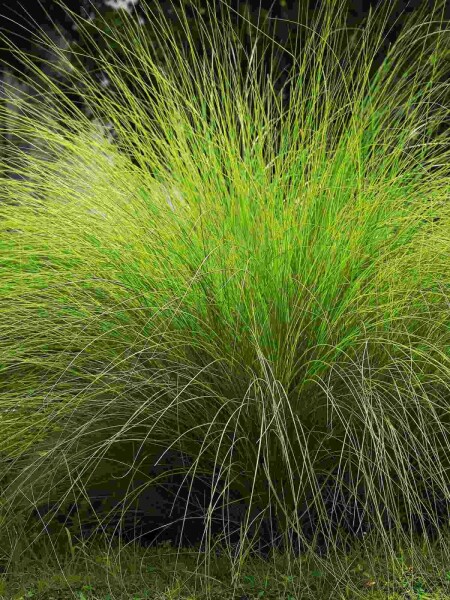 Südafrikanisches liebesgras Eragrostis curvula 5-10 Topf P9 Eragrostis curvula