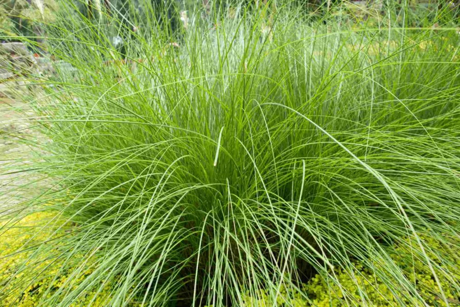 Südafrikanisches liebesgras Eragrostis curvula 5-10 Topf P9 Eragrostis curvula