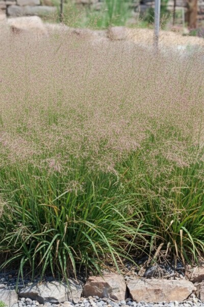 Liebesgras Eragrostis spectabilis 5-10 Topf P9 Eragrostis spectabilis