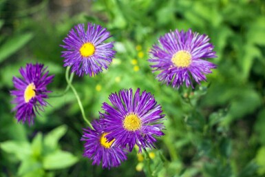 Berufskraut Erigeron 'Dunkelste Aller' 5-10 Topf P9 Erigeron 'Dunkelste Aller'