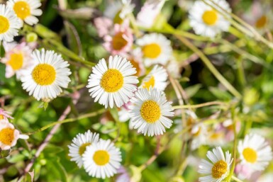 Spanisches gänseblümchen Erigeron karvinskianus 5-10 Topf P9 Erigeron karvinskianus