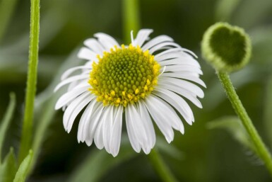 Spanisches gänseblümchen Erigeron karvinskianus 5-10 Topf P9 Erigeron karvinskianus