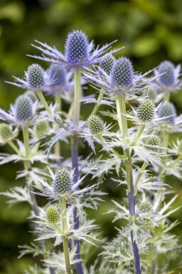 Edeldistel Eryngium 'Big Blue' 5-10 Topf P9 Eryngium 'Big Blue'