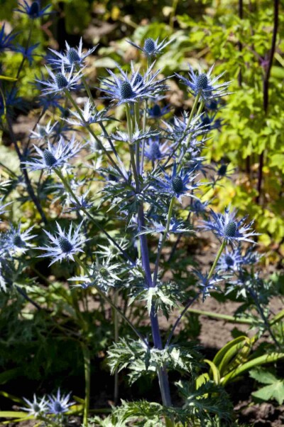 Blaue edeldistel Eryngium bourgatii 5-10 Topf P9 Eryngium bourgatii