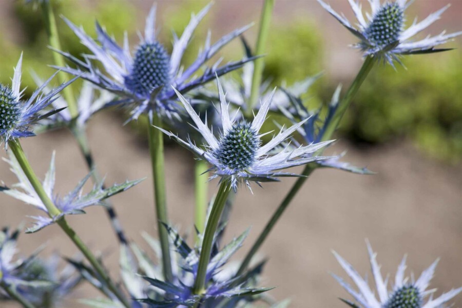 Blaue edeldistel Eryngium bourgatii 5-10 Topf P9 Eryngium bourgatii
