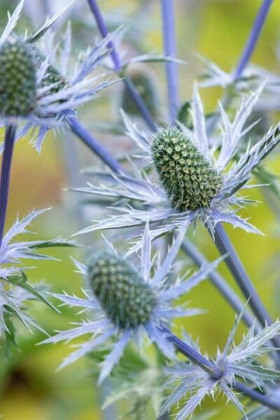 Großes edeldistel Eryngium giganteum 5-10 Topf P9 Eryngium giganteum