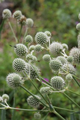 Palmlilien-Mannstreu Eryngium yuccifolium 5-10 Topf P9 Eryngium yuccifolium