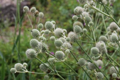 Palmlilien-Mannstreu Eryngium yuccifolium 5-10 Topf P9 Eryngium yuccifolium