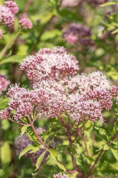 Wasserdost Eupatorium cannabinum 5-10 Topf P9 Eupatorium cannabinum