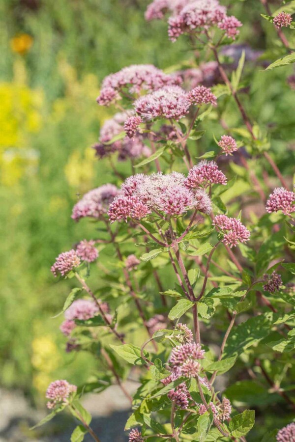 Wasserdost Eupatorium cannabinum 5-10 Topf P9 Eupatorium cannabinum