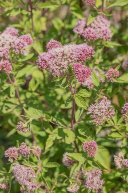 Wasserdost Eupatorium cannabinum 5-10 Topf P9 Eupatorium cannabinum
