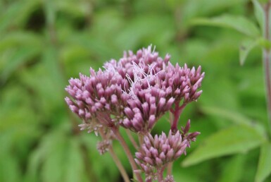 Wasserdost Eupatorium cannabinum 5-10 Topf P9 Eupatorium cannabinum