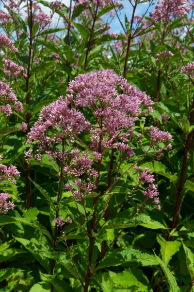 Hirschkraut Eupatorium maculatum 'Purple Bush' 5-10 Topf P9 Eupatorium maculatum 'Purple Bush'