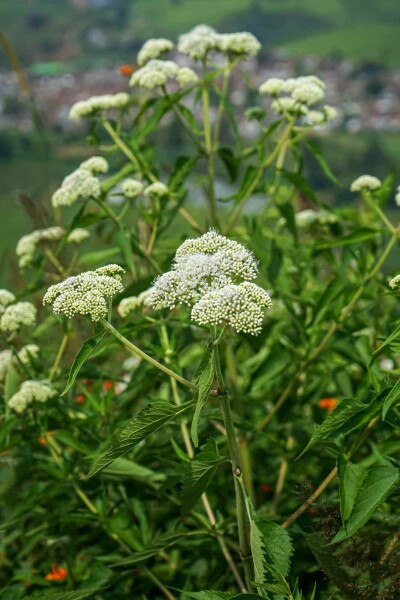Wasserdost Eupatorium perfoliatum 5-10 Topf P9 Eupatorium perfoliatum