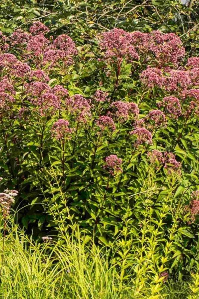 Purpur-Wasserdost Eupatorium purpureum 5-10 Topf P9 Eupatorium purpureum
