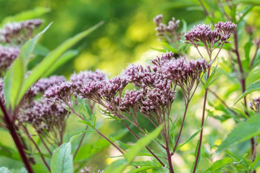 Purpur-Wasserdost Eupatorium purpureum 5-10 Topf P9 Eupatorium purpureum