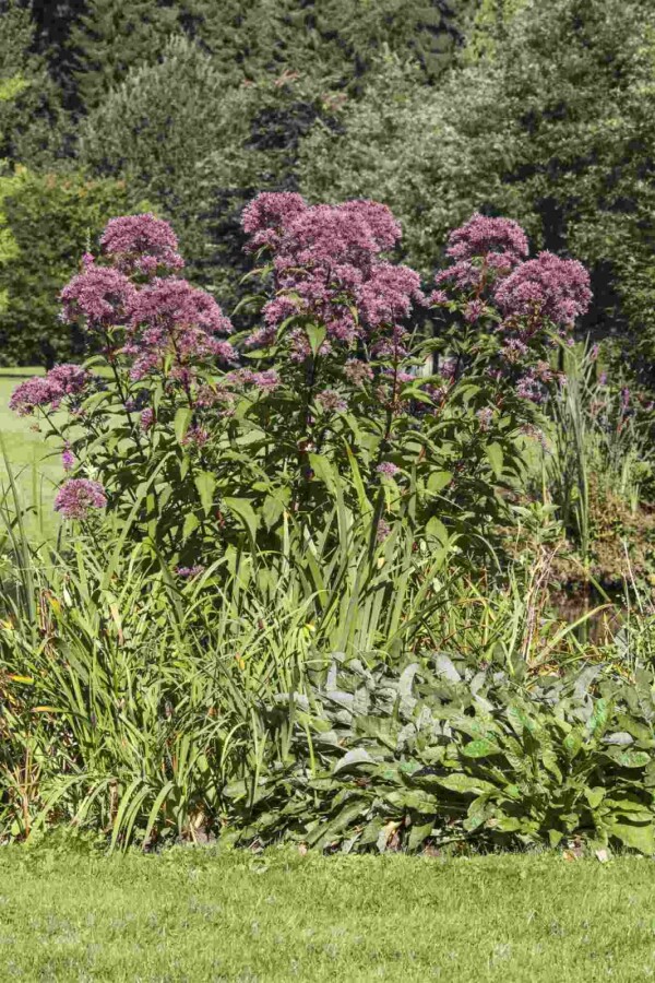 Purpur-Wasserdost Eupatorium purpureum 5-10 Topf P9 Eupatorium purpureum