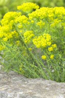 Zypressenblättrige wolfsmilch Euphorbia cyparissias 5-10 Topf P9 Euphorbia cyparissias