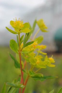 Sumpf-Wolfsmilch Euphorbia palustris 5-10 Topf P9 Euphorbia palustris