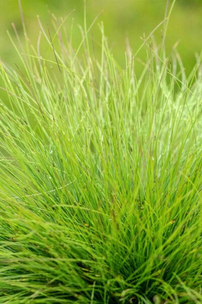 Blauschwingel Festuca amethystina 5-10 Topf P9 Festuca amethystina