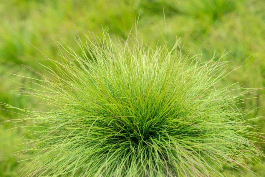 Blauschwingel Festuca amethystina 5-10 Topf P9 Festuca amethystina
