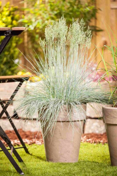 Blauschwingel Festuca glauca 'Intense Blue' 5-10 Topf P9 Festuca glauca 'Intense Blue'