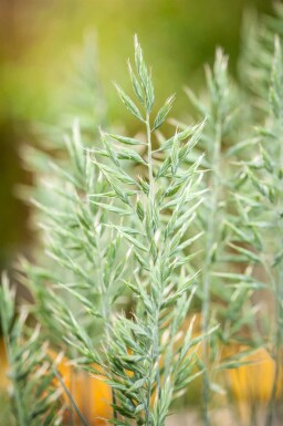 Blauschwingel Festuca glauca 'Intense Blue' 5-10 Topf P9 Festuca glauca 'Intense Blue'