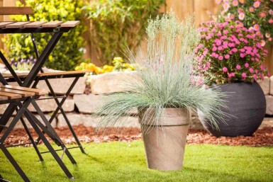 Blauschwingel Festuca glauca 'Intense Blue' 5-10 Topf P9 Festuca glauca 'Intense Blue'