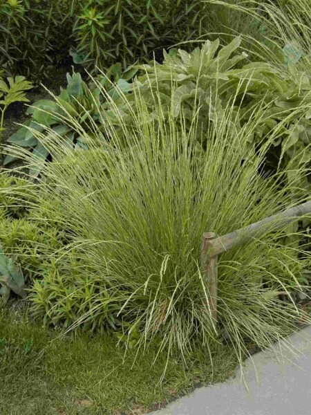 Marokkanisches schwingelgras Festuca mairei 5-10 Topf P9 Festuca mairei