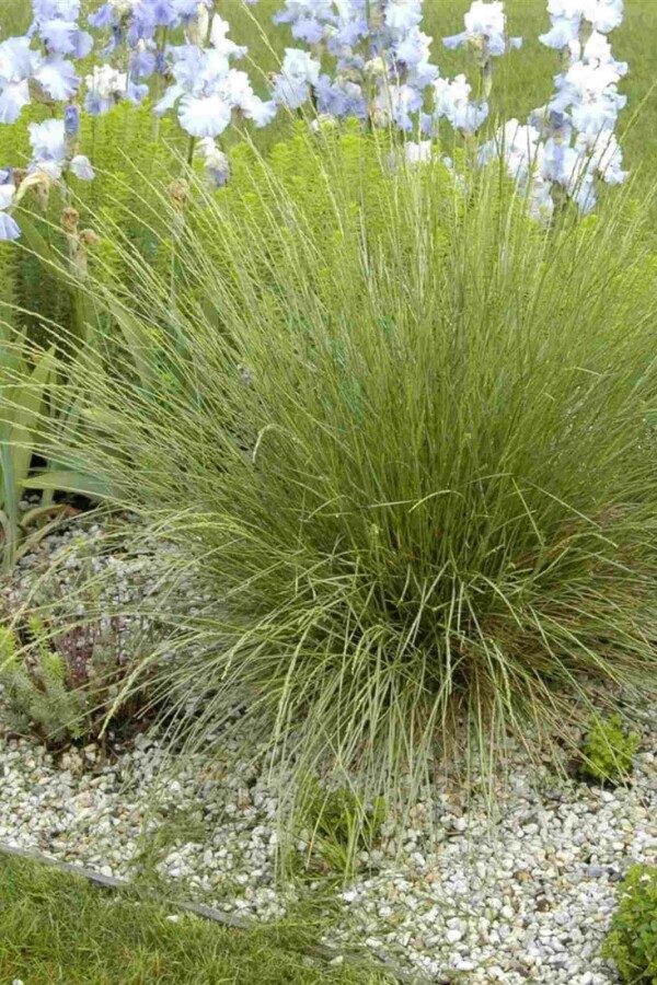 Marokkanisches schwingelgras Festuca mairei 5-10 Topf P9 Festuca mairei
