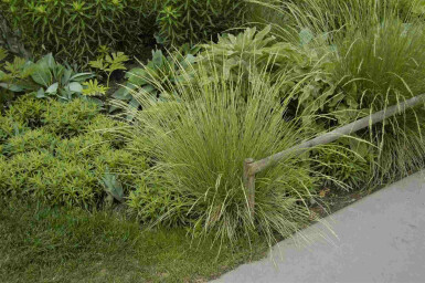 Marokkanisches schwingelgras Festuca mairei 5-10 Topf P9 Festuca mairei