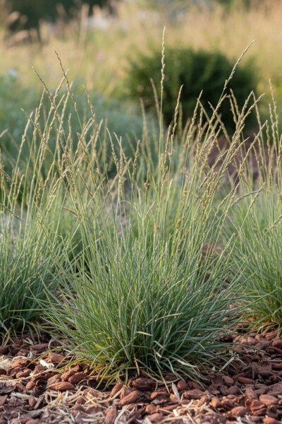 Blaues schwingelgras Festuca ovina 5-10 Topf P9 Festuca ovina