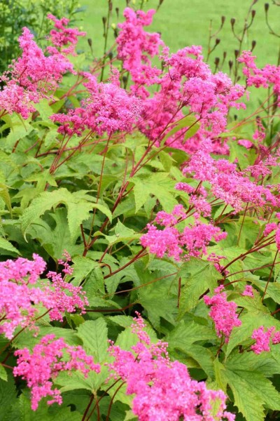 Purpur Mädesüß Filipendula purpurea 5-10 Topf P9 Filipendula purpurea