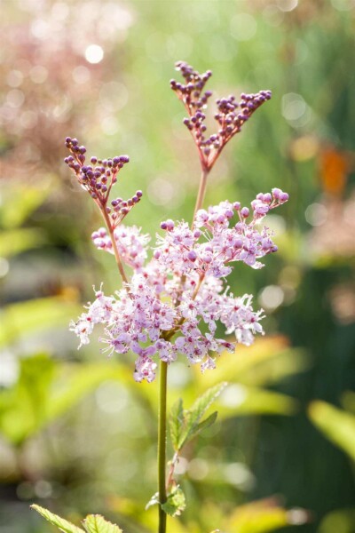 Mädesüß Filipendula rubra 'Venusta' 5-10 Topf P9 Filipendula rubra 'Venusta'