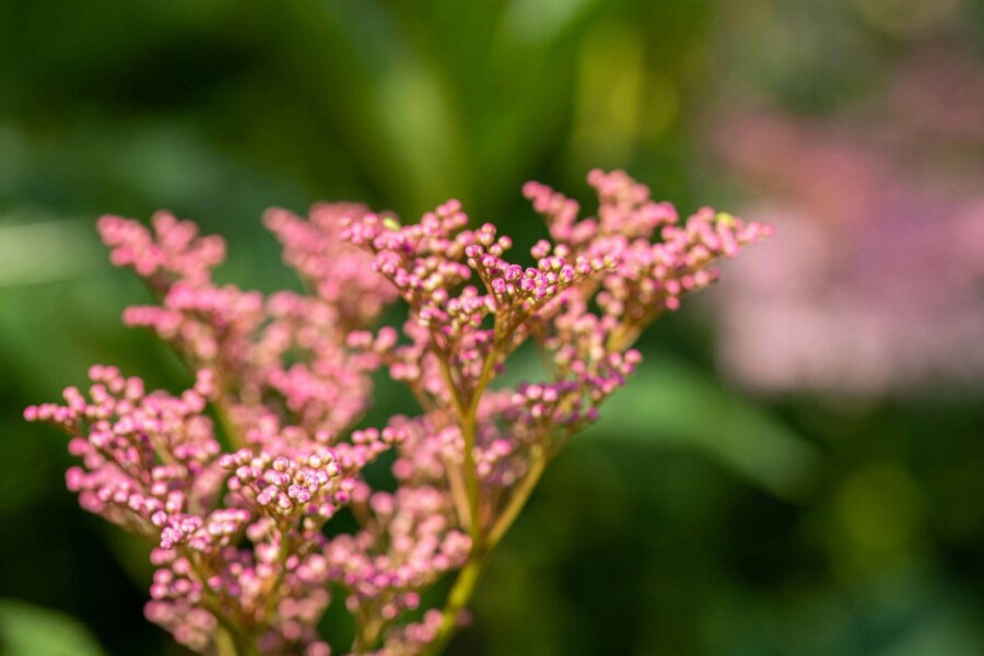Mädesüß Filipendula rubra 'Venusta' 5-10 Topf P9 Filipendula rubra 'Venusta'