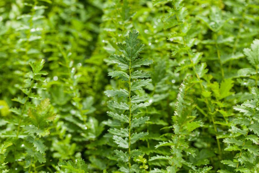 Kleines mädesüß Filipendula vulgaris 5-10 Topf P9 Filipendula vulgaris