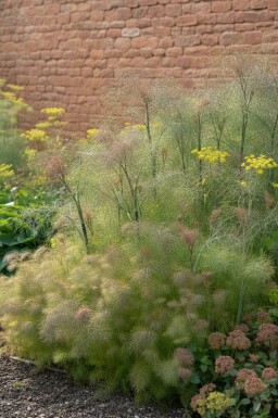 Foeniculum vulgare 'Giant Bronze'