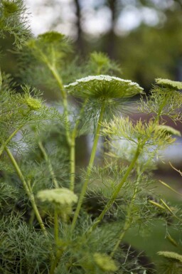 Fenchel Foeniculum vulgare 5-10 Topf P9 Foeniculum vulgare