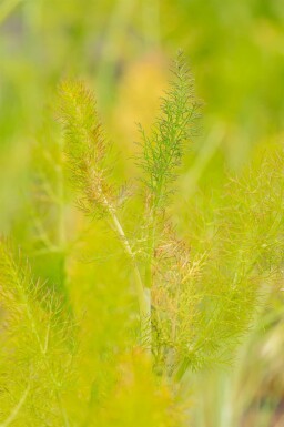 Fenchel Foeniculum vulgare 5-10 Topf P9 Foeniculum vulgare