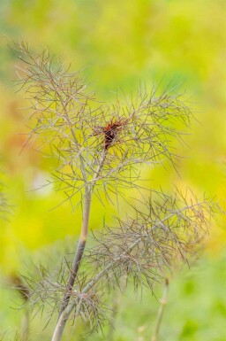 Fenchel Foeniculum vulgare 'Purpureum' 5-10 Topf P9 Foeniculum vulgare 'Purpureum'