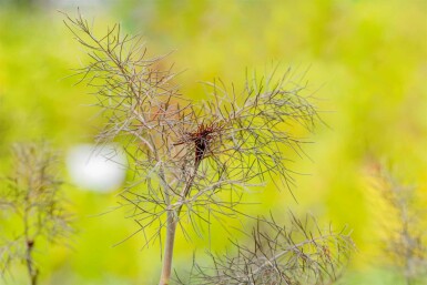 Fenchel Foeniculum vulgare 'Purpureum' 5-10 Topf P9 Foeniculum vulgare 'Purpureum'