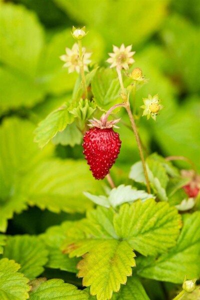 Walderdbeere Fragaria vesca var. Vesca 5-10 Topf P9 Fragaria vesca var. Vesca