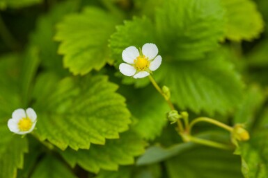 Walderdbeere Fragaria vesca var. Vesca 5-10 Topf P9 Fragaria vesca var. Vesca