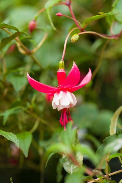 Fuchsie Fuchsia magellanica 'Madame Cornelissen' 5-10 Topf P9 Fuchsia magellanica 'Madame Cornelissen'