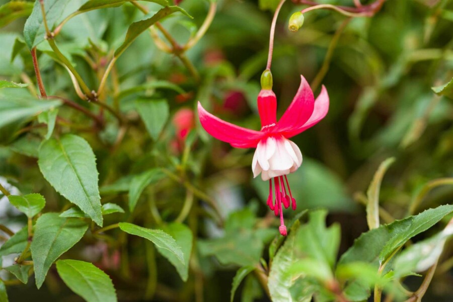 Fuchsie Fuchsia magellanica 'Madame Cornelissen' 5-10 Topf P9 Fuchsia magellanica 'Madame Cornelissen'