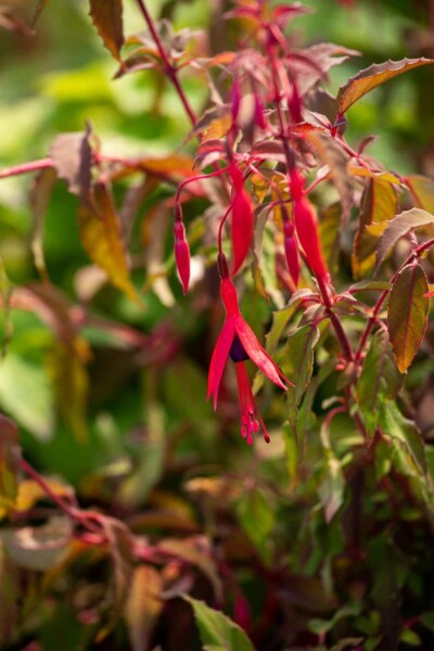Fuchsie Fuchsia magellanica 'Riccartonii' 5-10 Topf P9 Fuchsia magellanica 'Riccartonii'